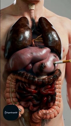 3D Visual of Smoking's Impact on the Body 💔🚬