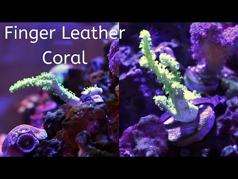 Finger Leather Coral(Sinularia or Nepthea Coral)Care tips