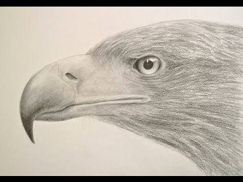 How to Draw Textures: Drawing a Realistic Eagle Head- Fine Art-Tips
