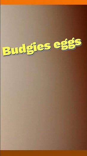 Quick Update Breeding Season Finches and budgies