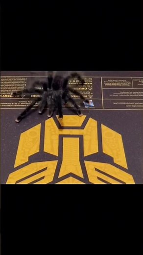 how I feed my tarantula! #tarantula #transformers #stopmotion #funny