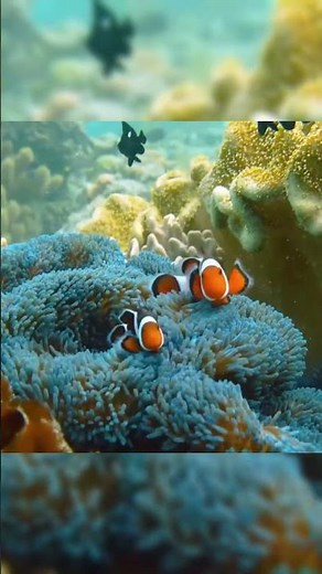 Clownfish in a Natural Reef Aquarium 🐠✨ Stunning Marine Setup