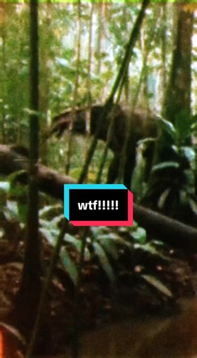 freak of nature caught on film during prospecting expedition deep in remote japanese rainforest in the 1970s disturbing #cryptid #alien #scarystories #demonslayer #japan