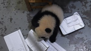 23K views · 3K reactions | Are you struggling with busy work and great pressure? Panda assistant is here to solve your problems. Organize the documents, clean the room, and make you happy, they can do everything. Come and find yourself such an assistant~ #HiPanda #BestJobInTheWorld | iPanda | Facebook
