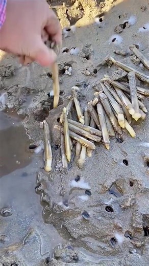The Simplest Way to Catch Snails in Nature