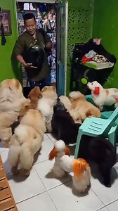 WATCH: These adorable dogs welcoming their owner home with love and kisses bring good vibes to netizens. Cesar Escarilla, a professional pet groomer in Cebu City, Philippines, says this is his scenario every time he arrives at home from work. “I’m always excited kaya gusto kung umuwi ng maaga kahit pagod na pagod ako sa trabaho,” Escarilla adds. “Makulit sila na nakakainis minsan pero nakakatuwa. Pero overall masaya.” [Translation: I’m always excited that’s why I want to go home early even if I’