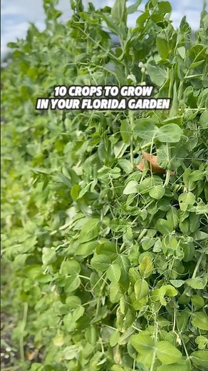 Top 10 Crops to Grow in Florida