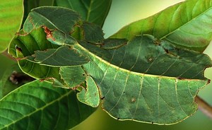 332K views · 19K reactions | Caleentan Nool maxay Kula tahay? | Rashka Barre | Facebook