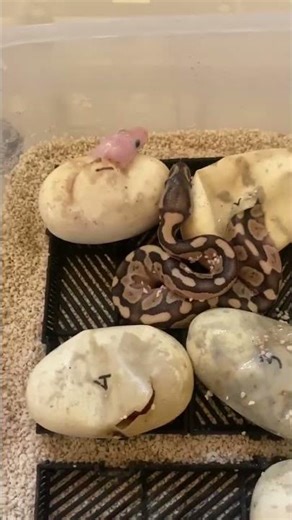 Baby Ball Python Mojave x Butter