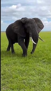 A VIDA DOS ELEFANTES AFRICANOS