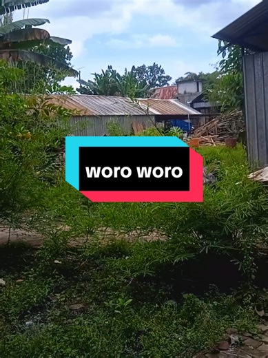 woro woro #woroworo