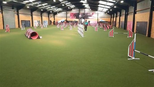 Had a fab time at Ogilvie dogs today at the grades 5 to 7 show. Amazing, challenging courses . We got 3 E's but came out buzzing, as we made a really good attempt at the courses and only had silly mistakes. This is Storm's jumping, we had a little dance at the end of the weaves as I wasn't confident to rear cross them. He did some great layering and put in a lot of good work. Just didn't manage the threadle wrap at number 18 as he was going for the face side of the jump and I wasn't near enough 
