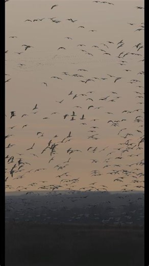 First snow goose video