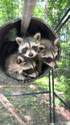 Baby Raccoons React to Their First Time Outside