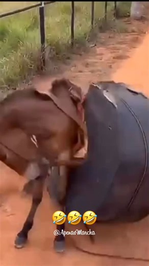Apenas Marcha on Instagram: "🤣🤣🤣🤣🤣🤣🤣🤣🤣🤣 Créditos @cmd_dazueira Gostou do vídeo ? Sigam @apenasmarchaoficial #apenasmarcha #mangalargamachador #abccmm #cavalosminhapaixao"