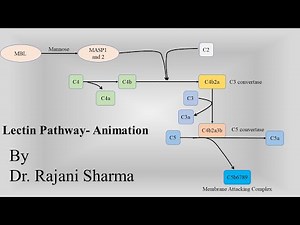 Lectin Pathway- Complement System: Immune activation by mannose on pathogen surface- Animation