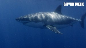 See our top 30 shark countdown on our website! 🦈 🦈 🦈 Start here: https://www.discoverychannel.com.au/watch/6110217605001 #SharkWeek2019 | Discovery Channel Australia