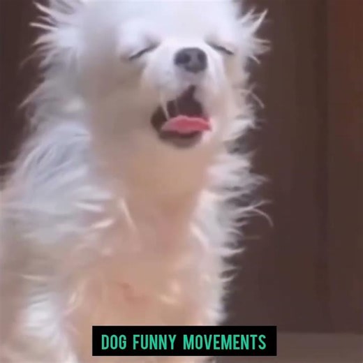 Does your dog cry when left alone #dogshorts #dogtraining