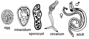 Trematodes - What are they?, Classification, Morphology and Life Cycle