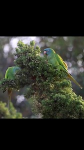 Blue-crowned Parakeet Thectocercus acuticaudatus San Diego, California, United States 🇺🇸 | North Africa Parrot Services