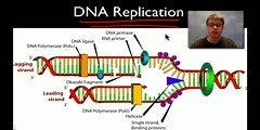 Important Facts About DNA Replication