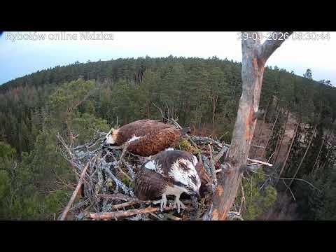 Młoda samica rybołowa PKP ze Strzałowa w Nidzicy A young female PKP osprey from Strzałowo in Nidzica