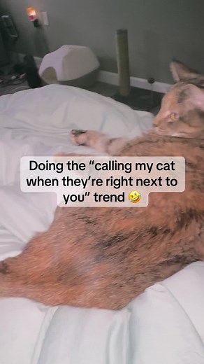 She was getting mad lol #fyp #trends #catsoftiktok #Chonky