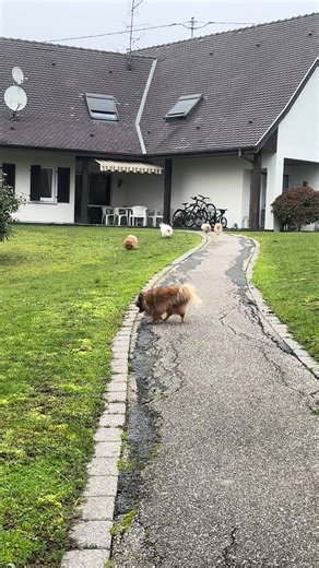 #pomerania #spitz@Pomeranian life