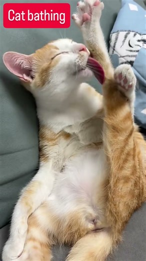 Cats Bathing Themselves with Their Tongue 😂😺 | Funny & Cute Moments #cuteanimals