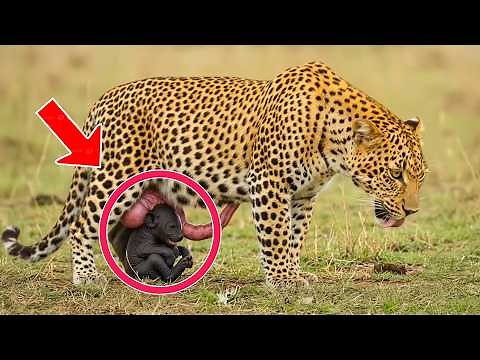 Female leopard gives birth to two rare cubs, a few minutes later a miracle happens