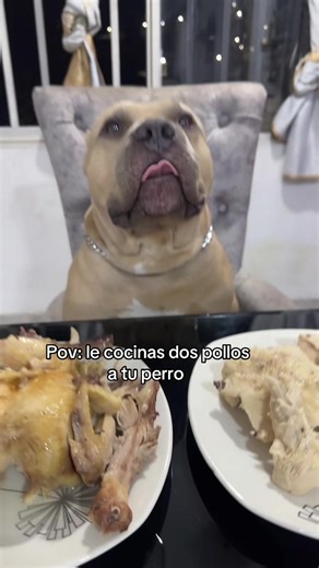 Perro Disfruta Comida con Humor en Tiktok