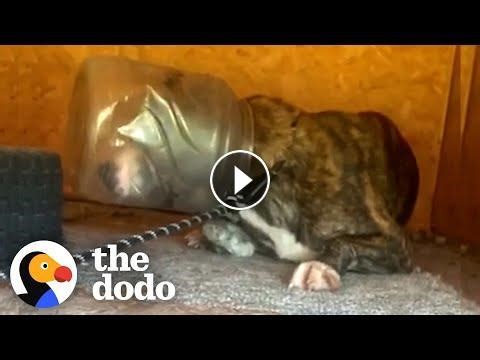 The Sweetest Face Was Stuck In A Jug For Over A Week #Video