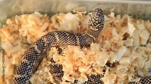 Lampropeltis getula meansi, commonly known as Apalachicola Kingsnake