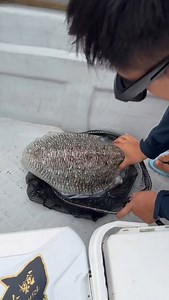 Well , old mate doesn't know much about big cuttlefish 😅🤣🤣🤣🤣🤣🤣🤣🤣🤣🤣 #trapmanaustralia | Trapman Australia