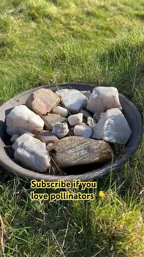 Bees Need Water too | How to make a pollinator Fountain | Educational Nature Video