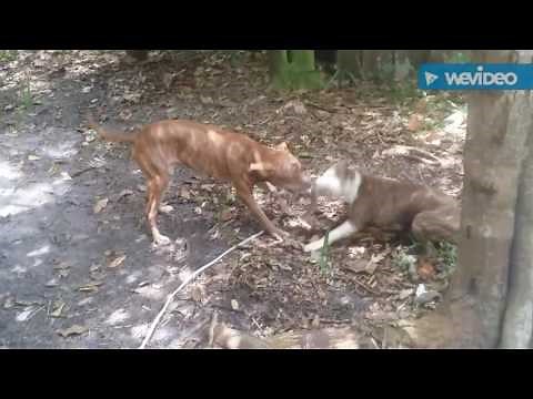 Real apbt dog fight