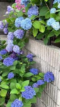 #鉢植え #紫陽花、#ペチュニア、2026/5/31,am:7:22