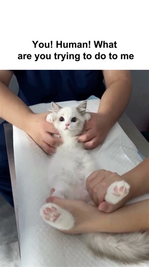Cat is gonna think