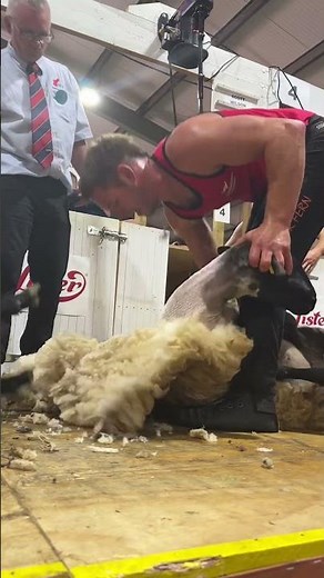 Pure skill and speed #shearing #sheep