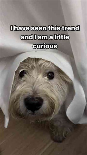 Meet the Pup Who’s Always Up for Cuddles