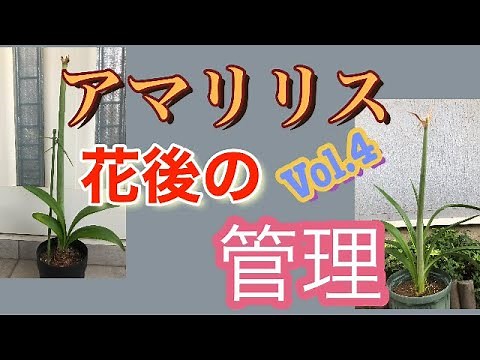 【球根植物】アマリリス 花後の管理