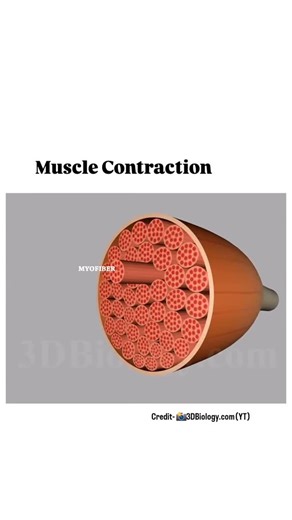 Resumos Medicina PY 🇵🇾 on Instagram: "✨ A contração muscular é um dos fenômenos mais fascinantes do corpo humano: um simples impulso elétrico transforma-se em movimento, força e vida! ⚡💪 Do estímulo nervoso ao deslizamento das fibras de actina e miosina, cada detalhe revela a perfeição da fisiologia. 🧠➡️🦾 📚 Medicina é isso: transformar conhecimento em prática, entendendo como a ciência explica cada ação do nosso dia a dia. 🔬 E você, sabia que até o piscar dos olhos ou um simples sorriso d
