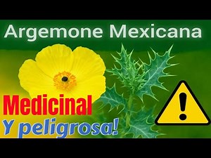 Argemone mexicana Cardo Santo: Propiedades medicinales Usos y Precauciones – Medicina Natural Segura