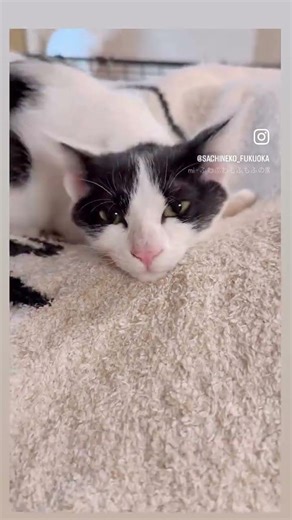 可愛いるいくん里親様募集中！#さち猫福岡譲渡会 #保護猫 #里親募集中 #福岡市