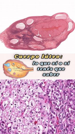 Cuerpo Lúteo: Estructura y Funciones en la Ovulación