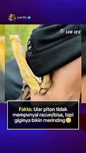 Video ini memperlihatkan tampilan jarak dekat gigi ular piton (ball python) yang jarang diperhatikan orang. Meski termasuk ular tidak berbisa, piton tetap memiliki puluhan gigi kecil, tajam, dan melengkung ke arah belakang di sepanjang rahangnya. Secara anatomi, piton memiliki tipe gigi yang disebut aglyphous dentition, yaitu gigi padat dan tidak berongga. Jumlahnya bisa mencapai 25–35 gigi di tiap rahang. Fungsi gigi ini bukan untuk menyuntikkan racun, melainkan untuk mencengkeram dan menahan m