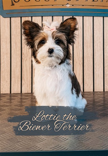 Lottie the Biewer Terrier: Grooming Tips and Insights