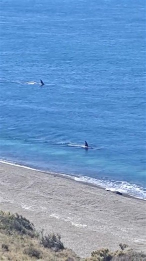 🐋 Orca Hunt in the Wild! 🌊