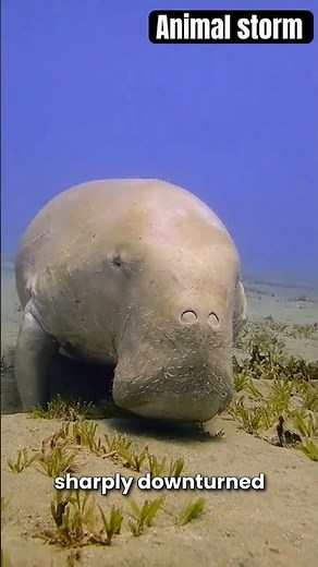 Saving the Sea Cow: The Fight to Protect Dugongs