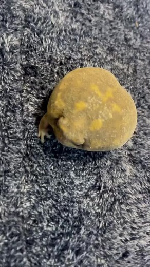 Cute and Quirky Frogs on TikTok